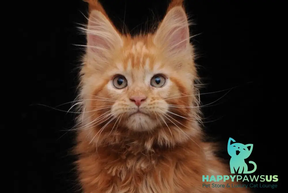 Ksenia Maine Coon female red - live animals
