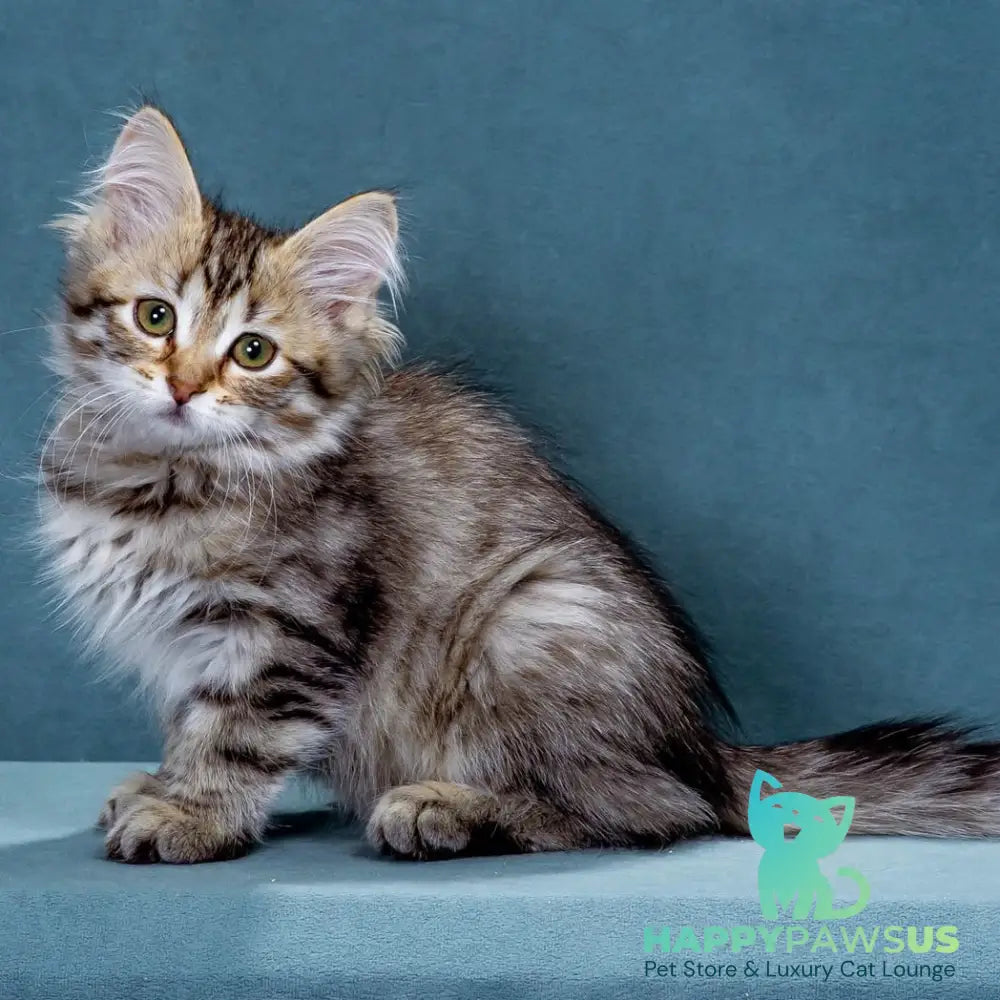 Ksusha Siberian female black spotted tabby - live animals