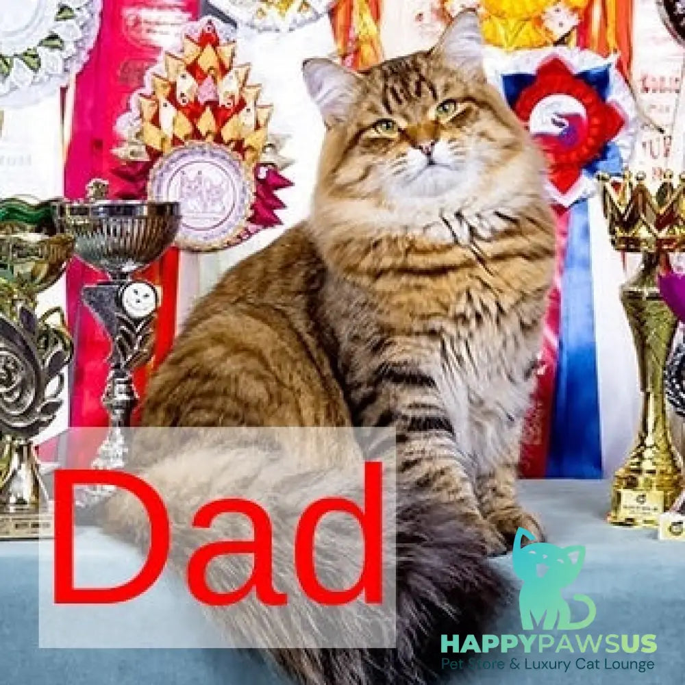 Ksusha Siberian female black spotted tabby - live animals