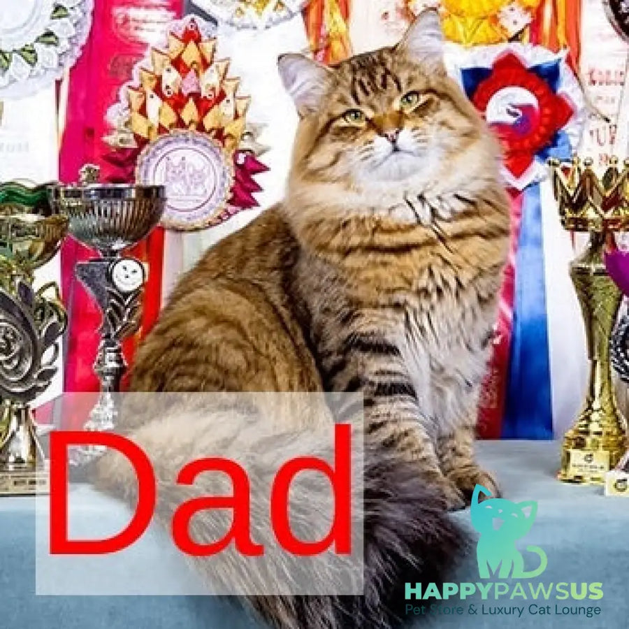 Ksusha Siberian female black spotted tabby - live animals
