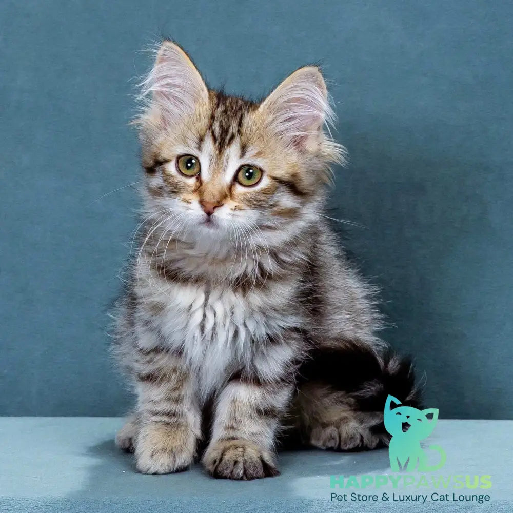Ksusha Siberian female black spotted tabby - live animals