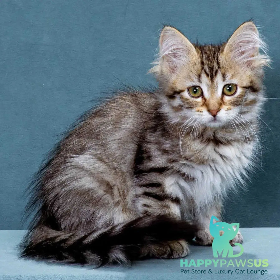 Ksusha Siberian female black spotted tabby - live animals