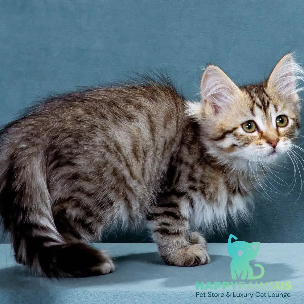 Ksusha Siberian female black spotted tabby - live animals