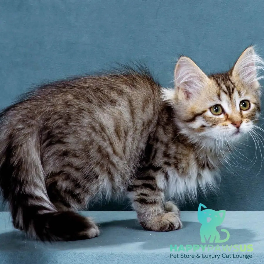 Ksusha Siberian female black spotted tabby - live animals
