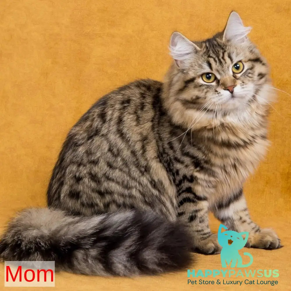 Ksusha Siberian female black spotted tabby - live animals