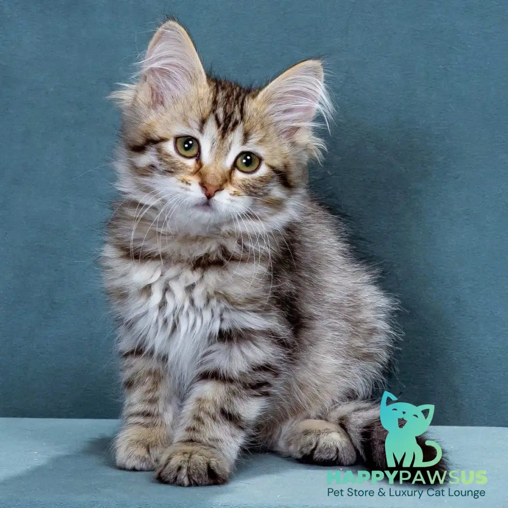 Ksusha Siberian female black spotted tabby - live animals