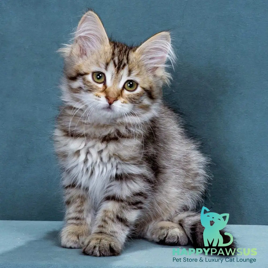 Ksusha Siberian female black spotted tabby - live animals