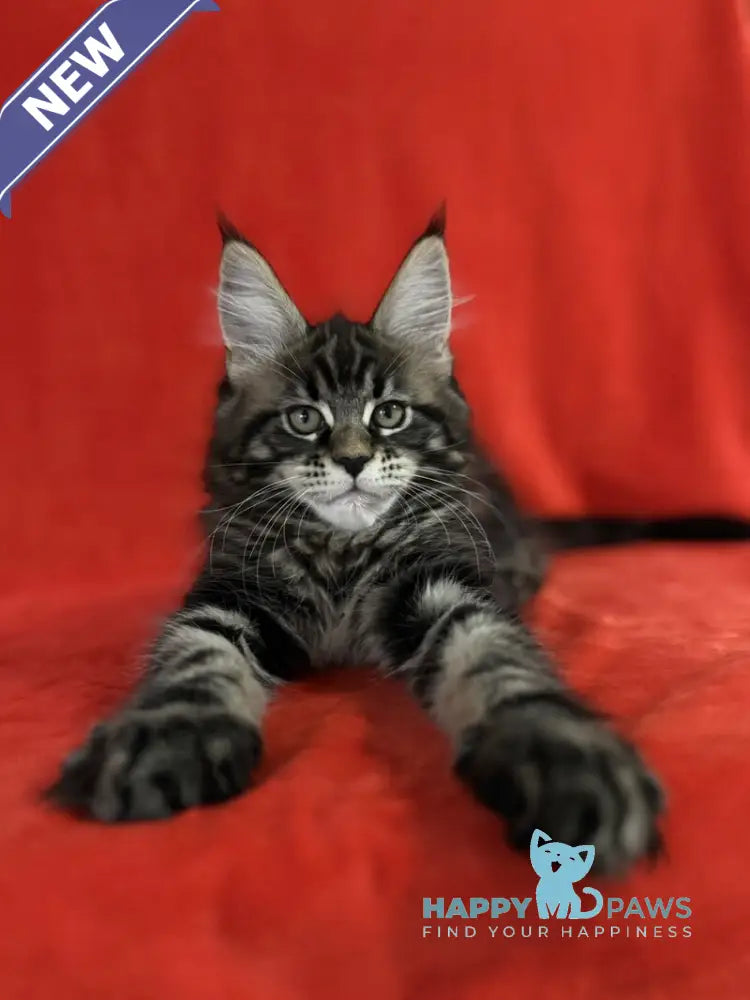 Kuba Maine Coon female black tabby live animals