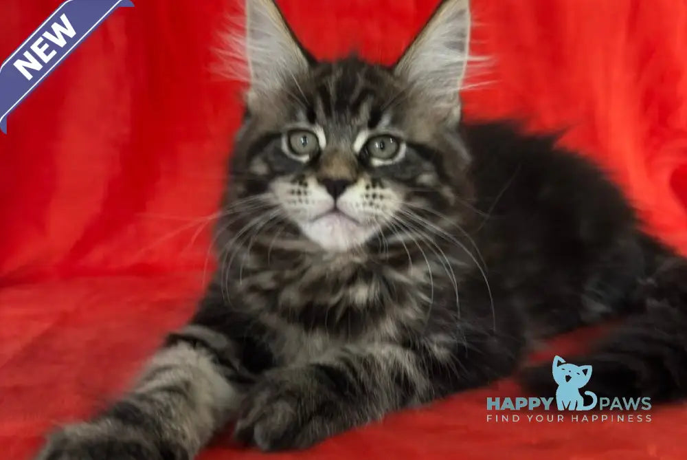 Kuba Maine Coon female black tabby live animals