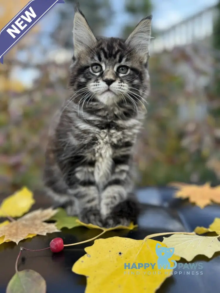 Kuba Maine Coon female black tabby live animals