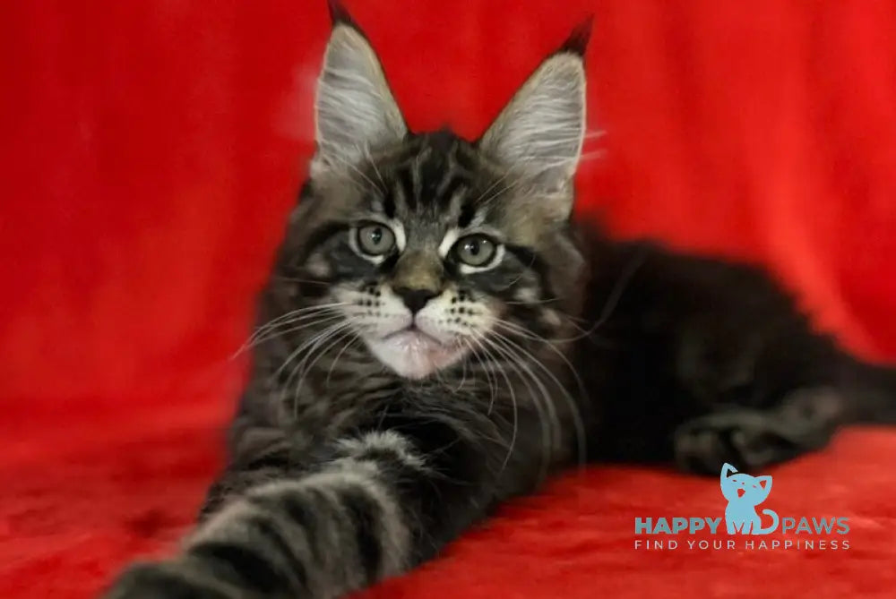 Kuba Maine Coon female black tabby live animals