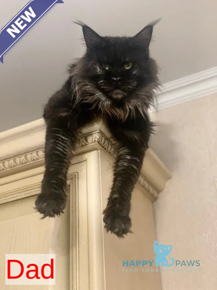 Kuba Maine Coon female black tabby live animals