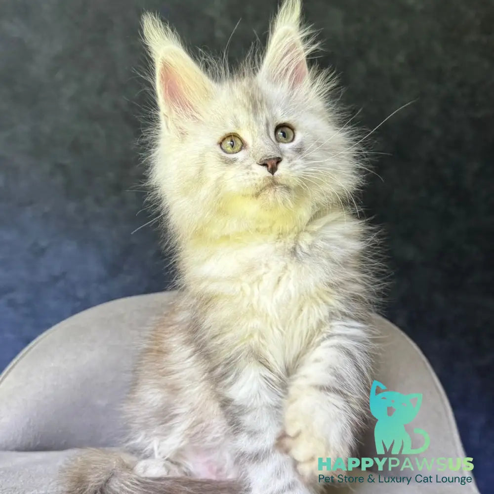 Kuffi Maine Coon female black silver tabby - live animals