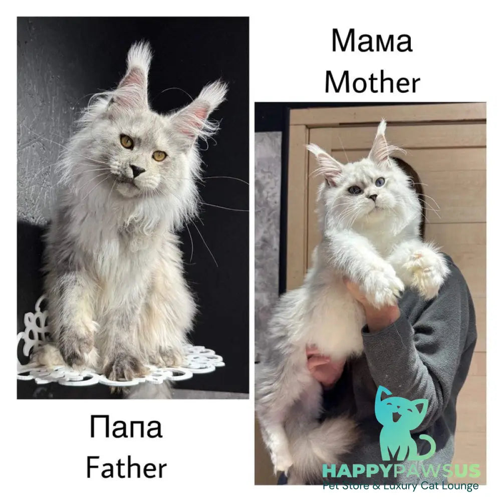 Kuffi Maine Coon female black silver tabby - live animals