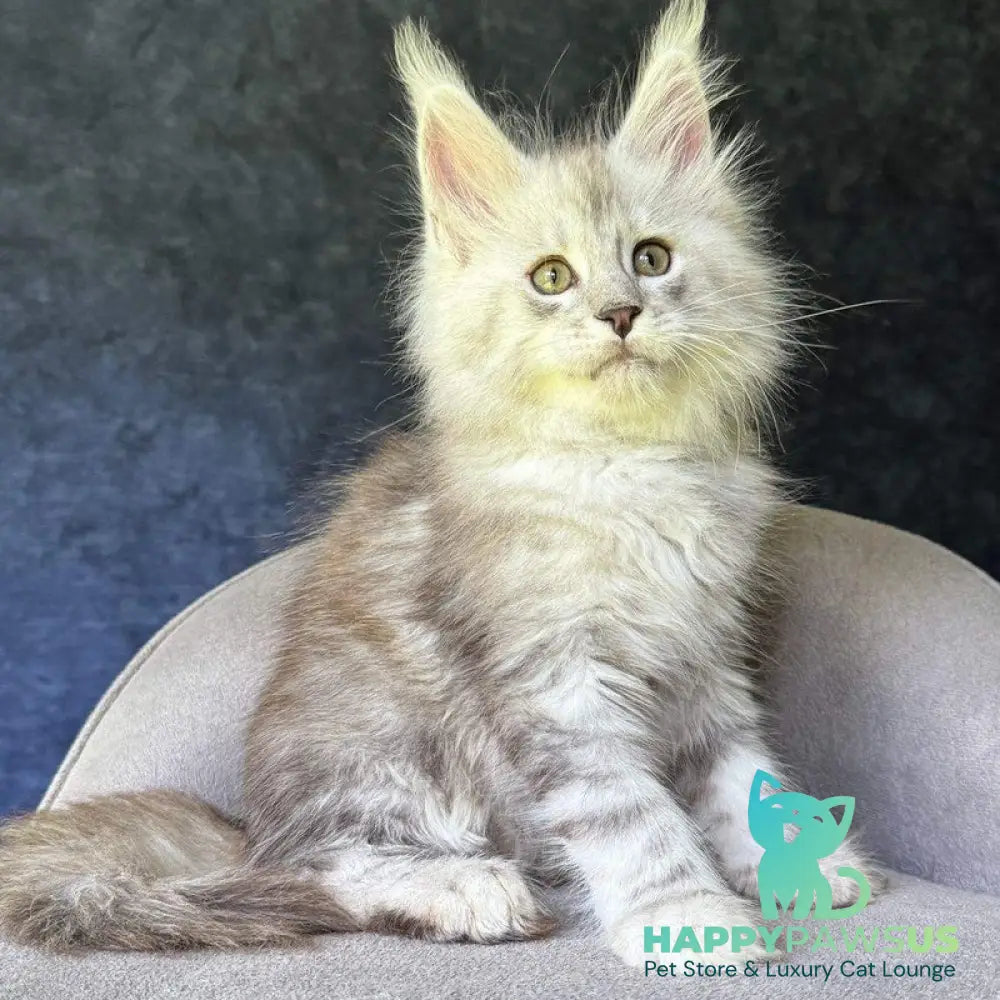 Kuffi Maine Coon female black silver tabby - live animals