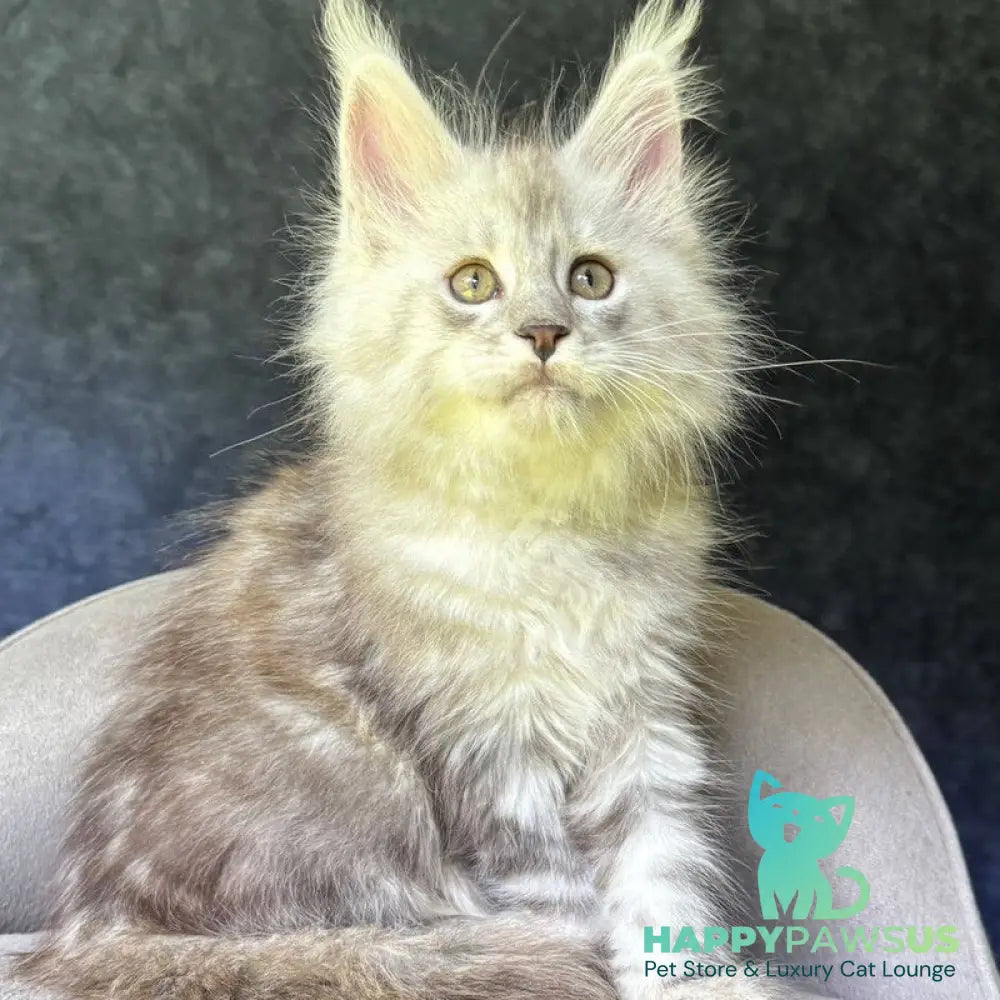 Kuffi Maine Coon female black silver tabby - live animals