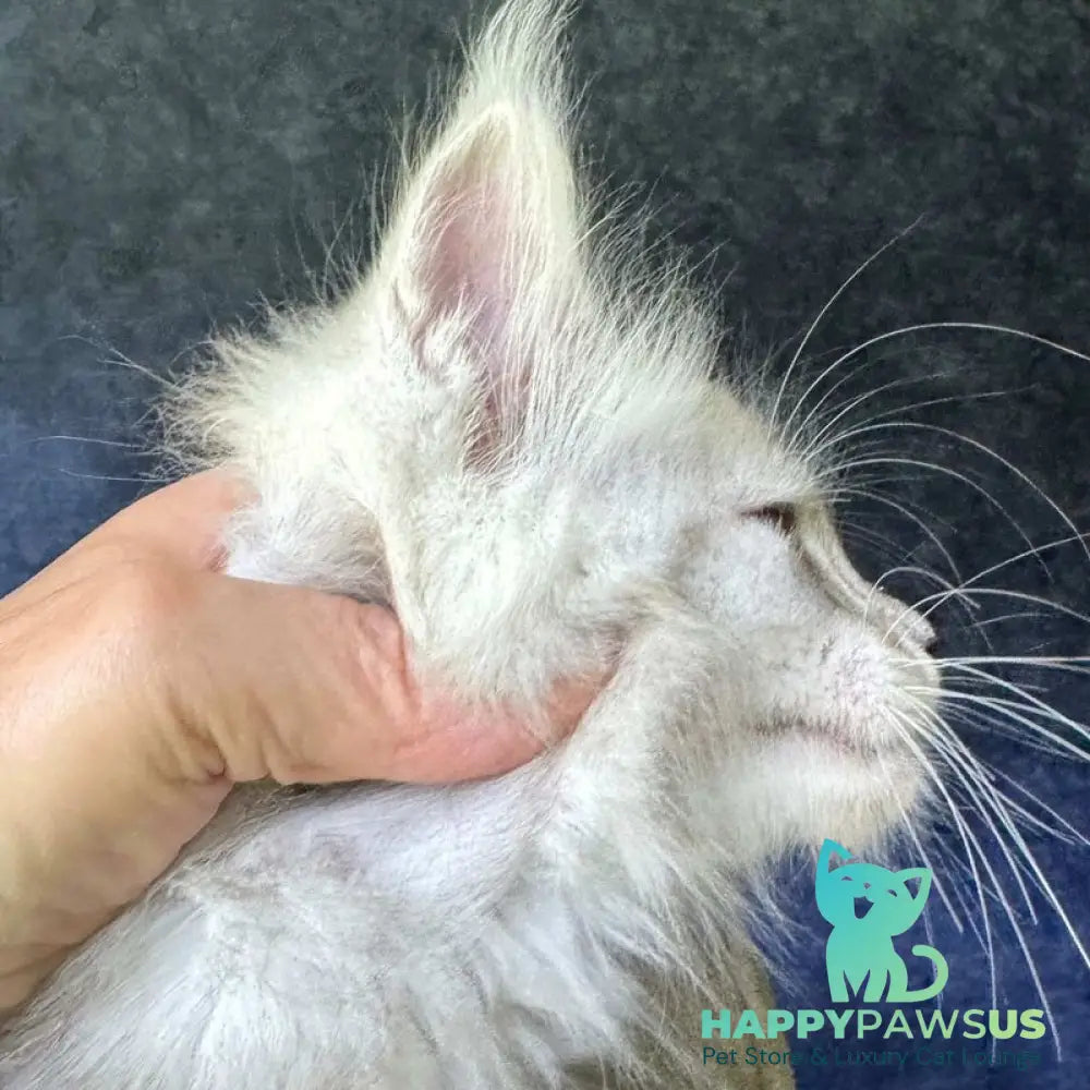 Kuffi Maine Coon female black silver tabby - live animals