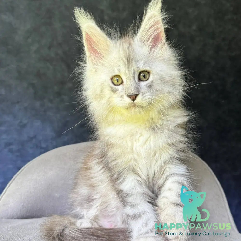 Kuffi Maine Coon female black silver tabby - live animals