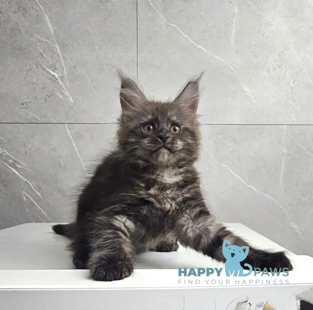 Kuka Maine Coon female black silver live animals