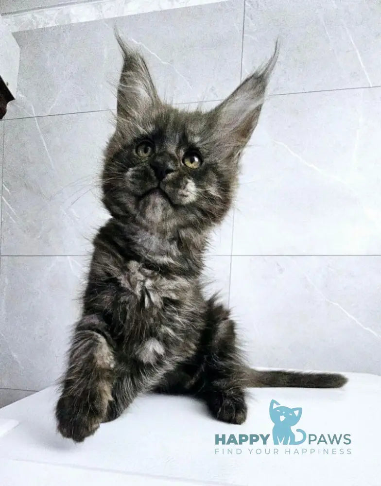 Kuka Maine Coon female black silver live animals