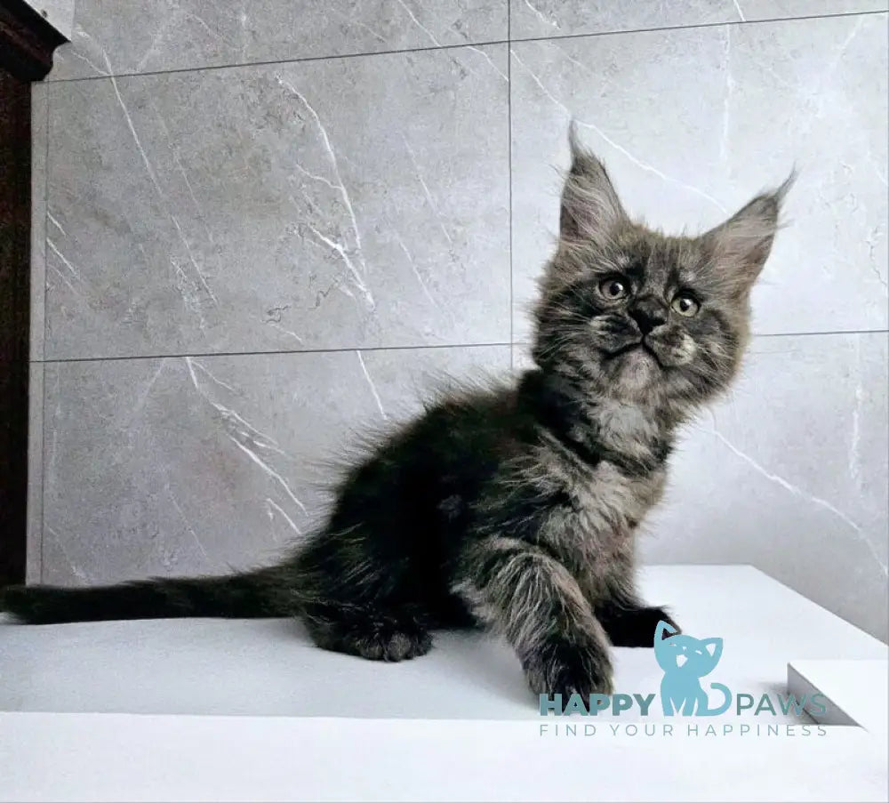 Kuka Maine Coon female black silver live animals