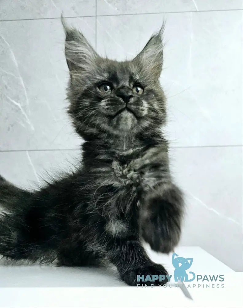 Kuka Maine Coon female black silver live animals