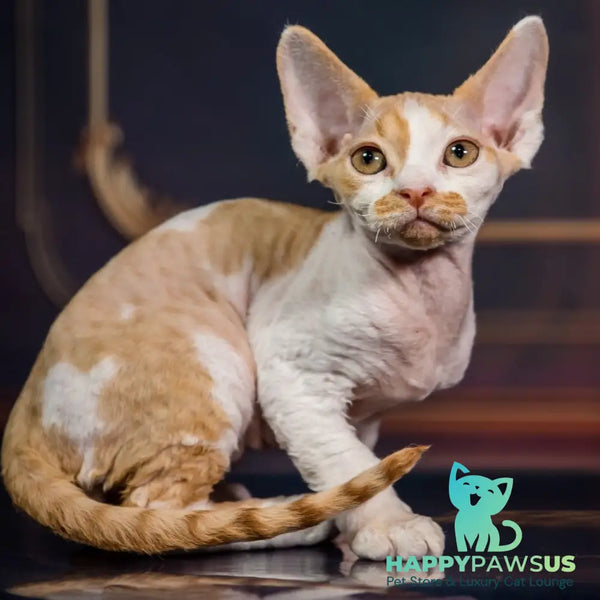 Kuki Devon Rex male red bicolour - live animals