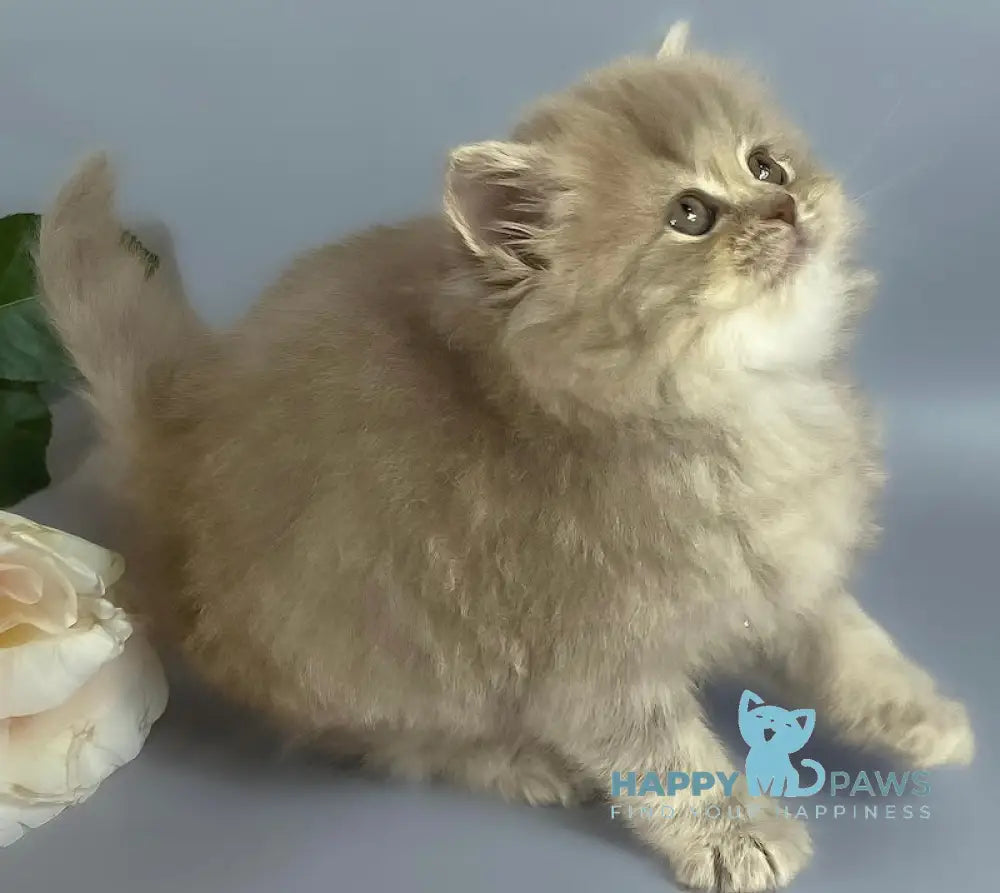 Kukla British Longhair female lilac live animals