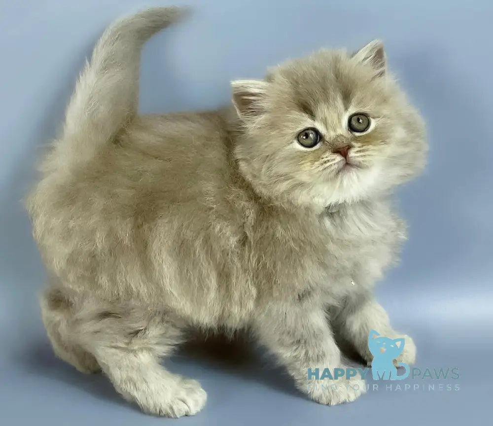 Kukla British Longhair female lilac live animals
