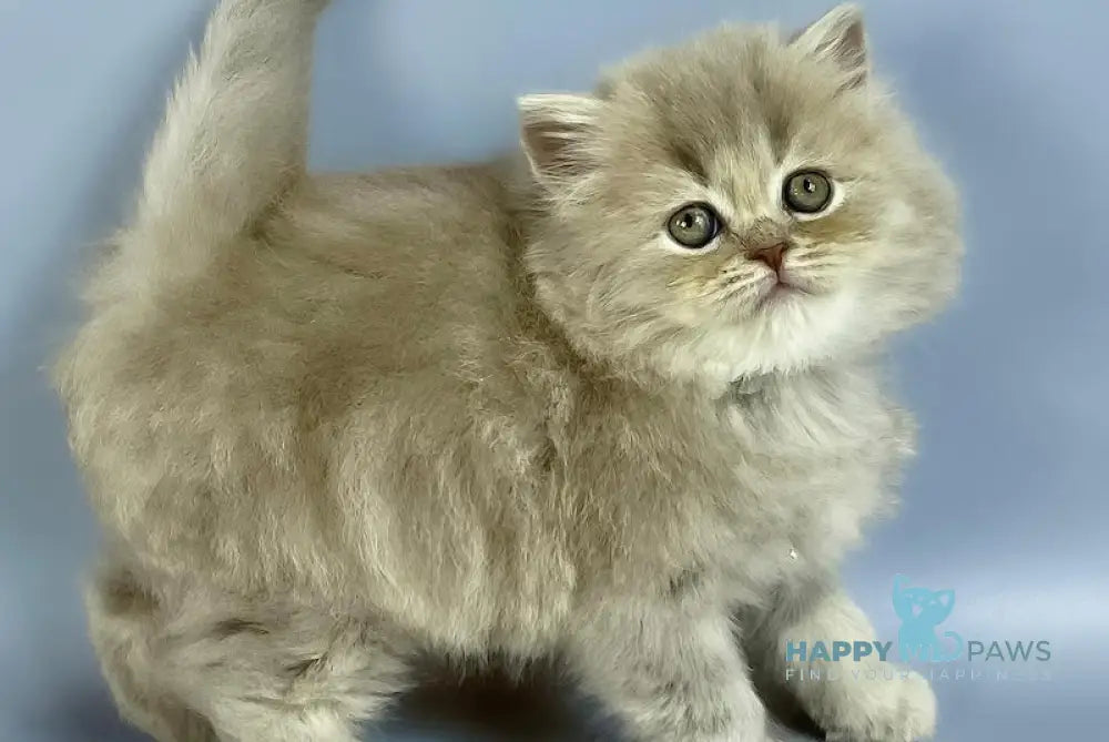 Kukla British Longhair female lilac live animals