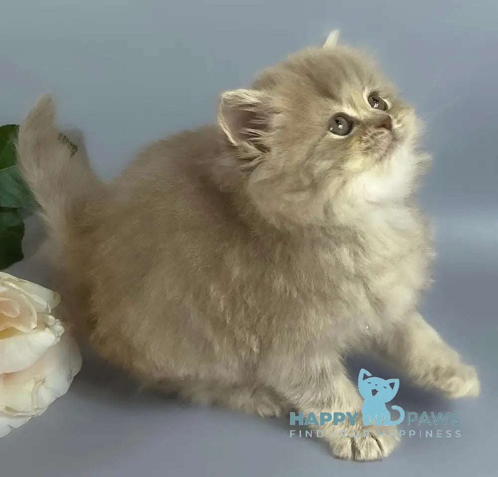 Kukla British Longhair female lilac live animals