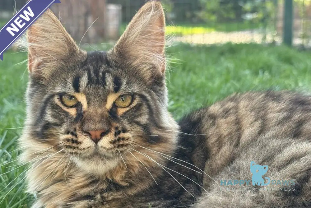 Kukla Maine Coon female black spotted tabby live animals