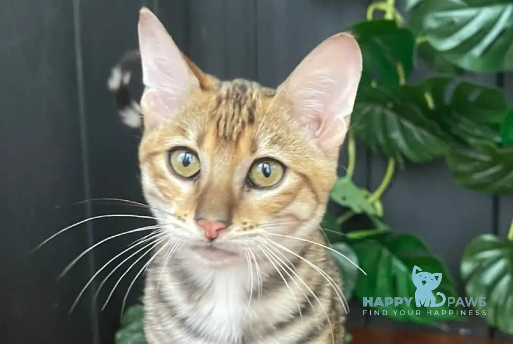 Kumari Toyger female black tabby live animals