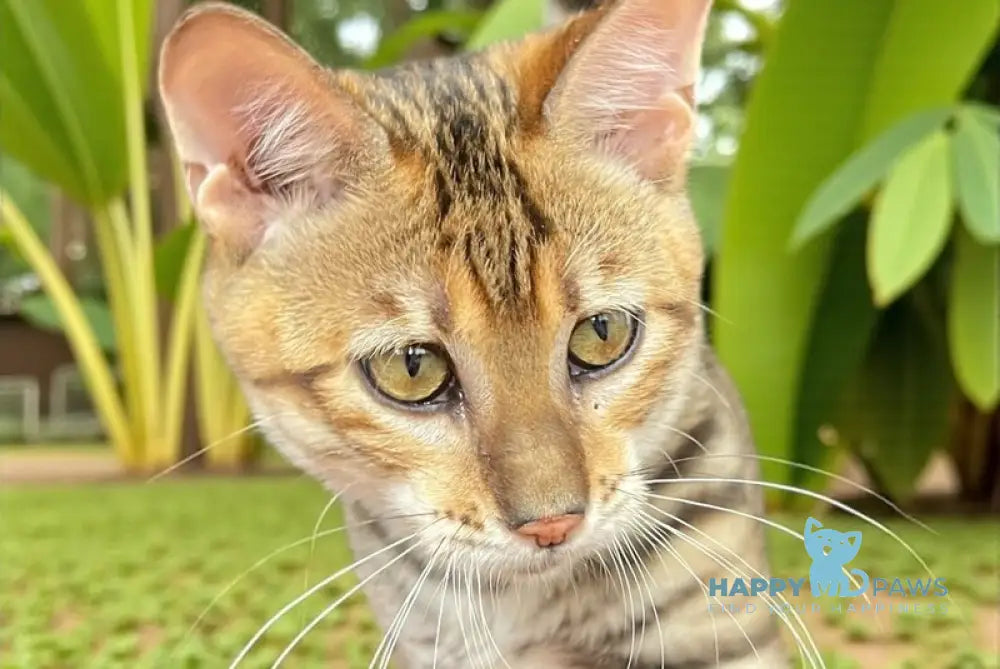 Kumari Toyger female black tabby live animals