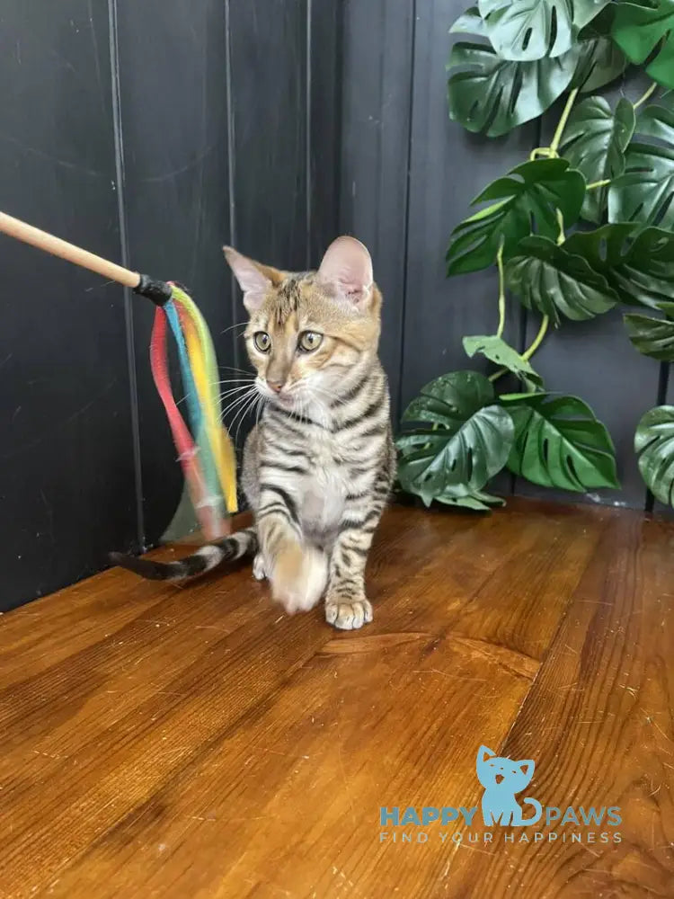 Kumari Toyger female black tabby live animals