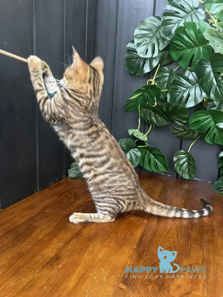 Kumari Toyger female black tabby live animals