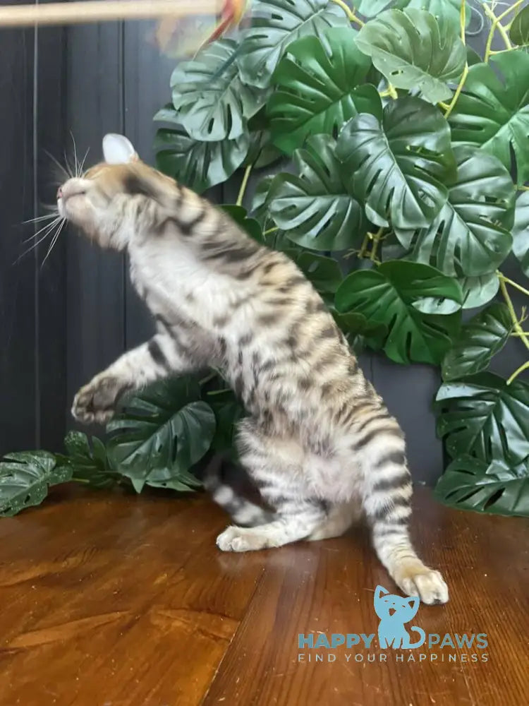 Kumari Toyger female black tabby live animals