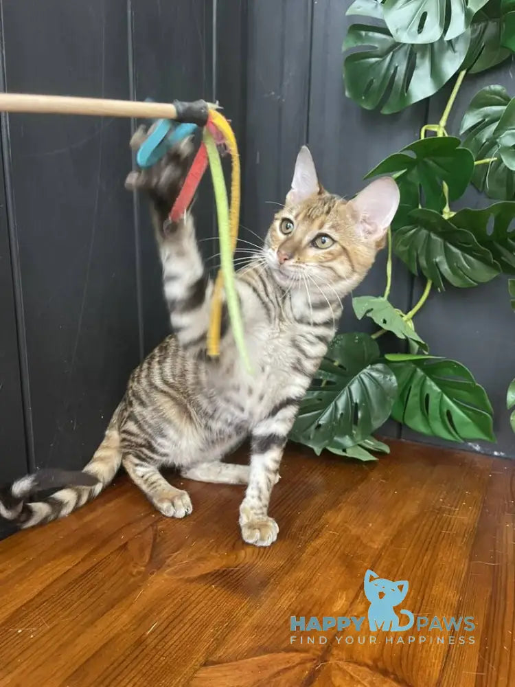 Kumari Toyger female black tabby live animals