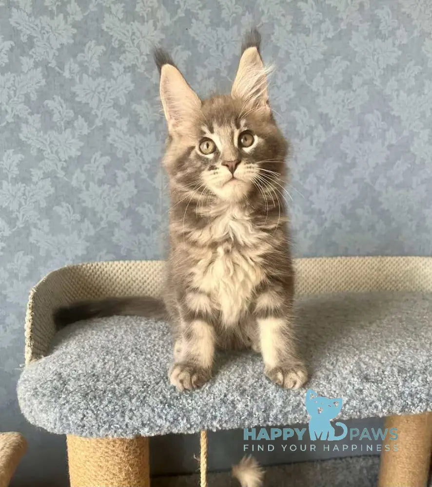 Kumir Maine Coon male black silver ticked tabby live animals
