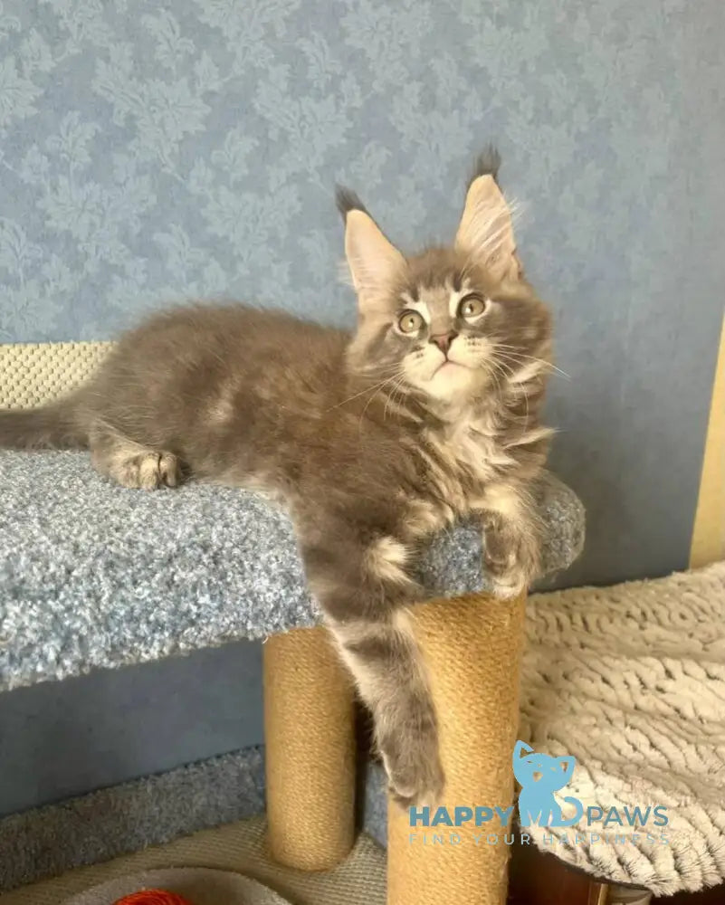 Kumir Maine Coon male black silver ticked tabby live animals