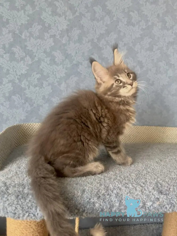 Kumir Maine Coon male black silver ticked tabby live animals