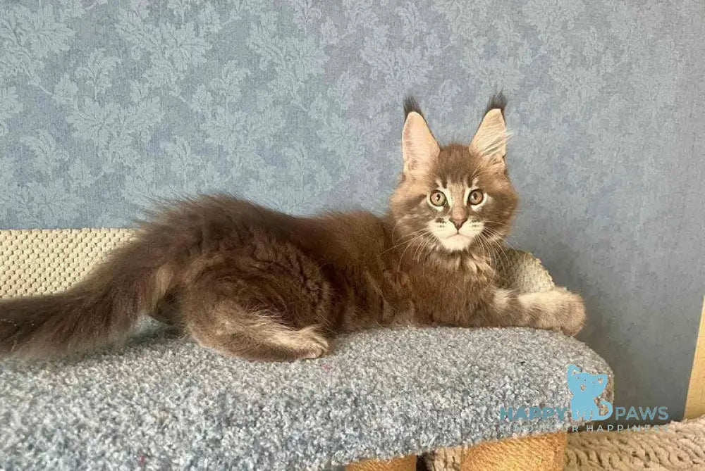 Kumir Maine Coon male black silver ticked tabby live animals