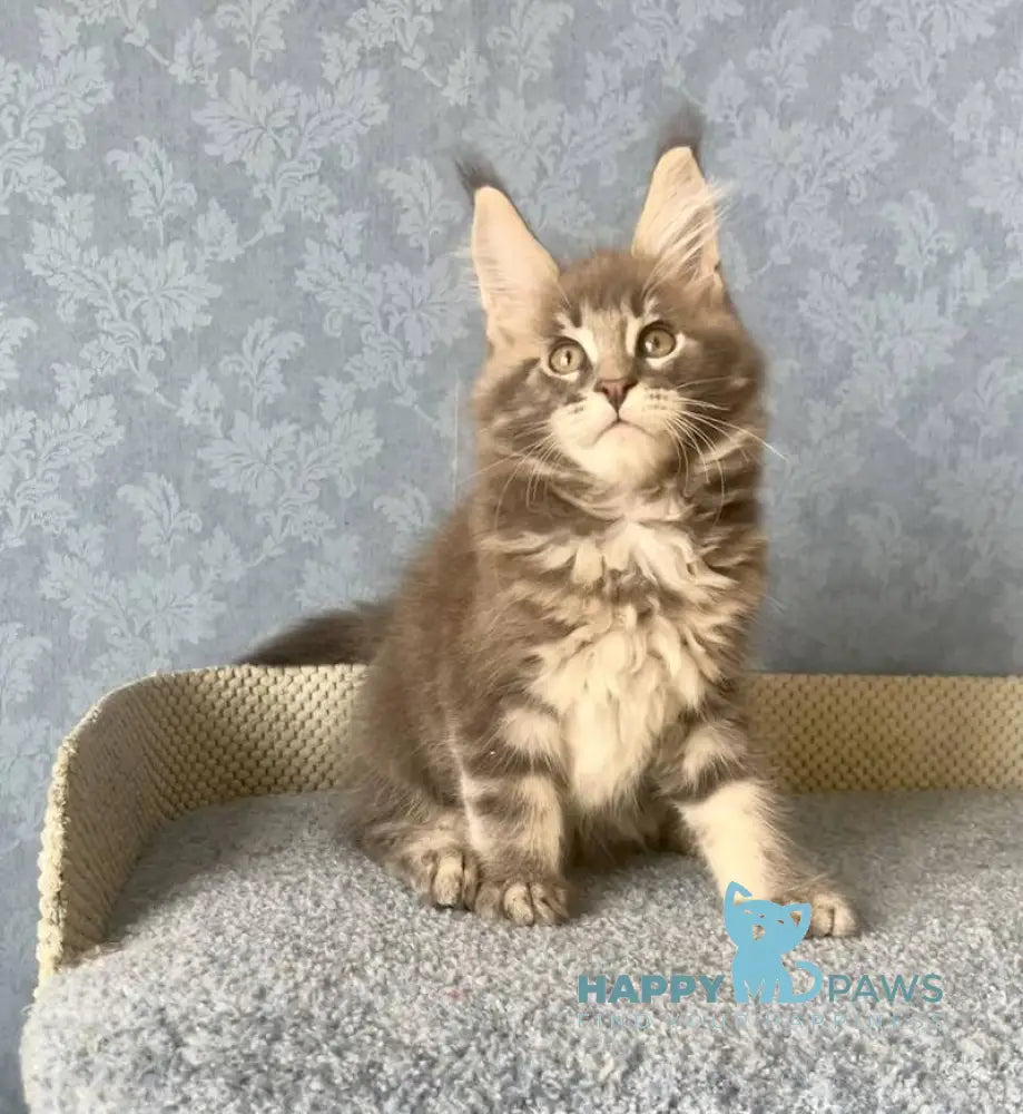 Kumir Maine Coon male black silver ticked tabby live animals