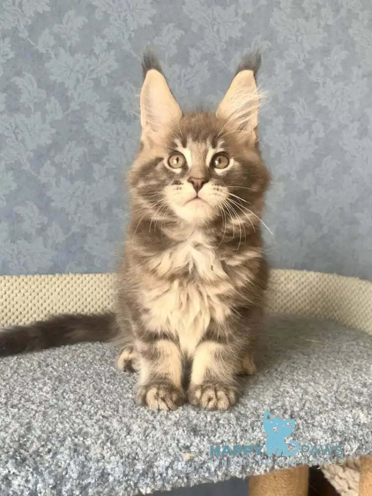 Kumir Maine Coon male black silver ticked tabby live animals