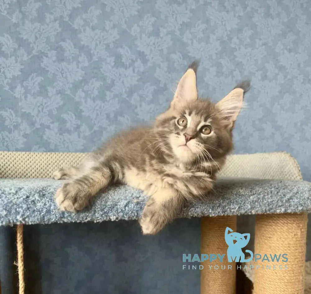 Kumir Maine Coon male black silver ticked tabby live animals