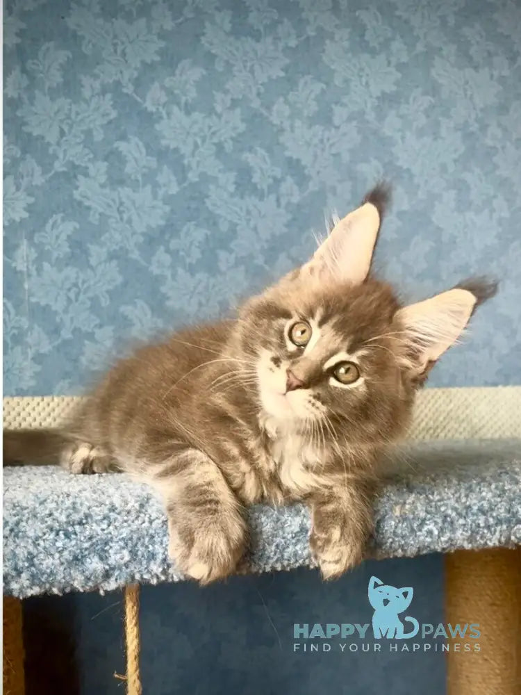 Kumir Maine Coon male black silver ticked tabby live animals