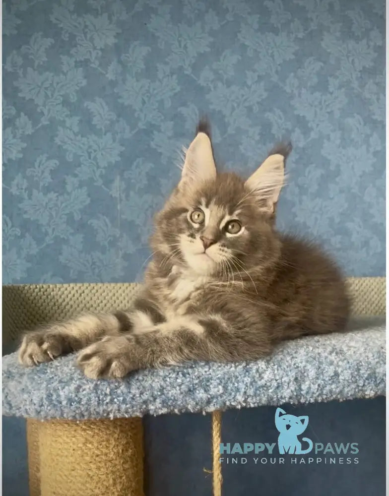 Kumir Maine Coon male black silver ticked tabby live animals