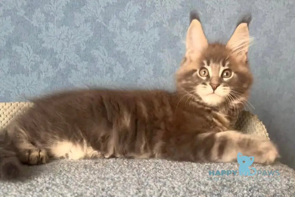 Kumir Maine Coon male black silver ticked tabby live animals