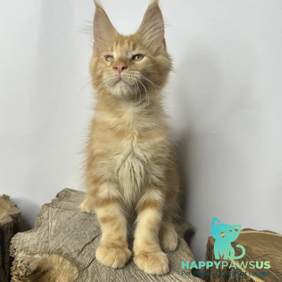 Kunzhut Maine Coon male red tabby - live animals