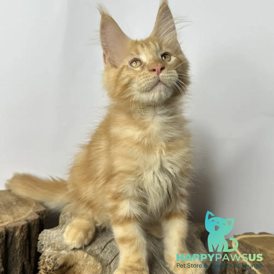 Kunzhut Maine Coon male red tabby - live animals